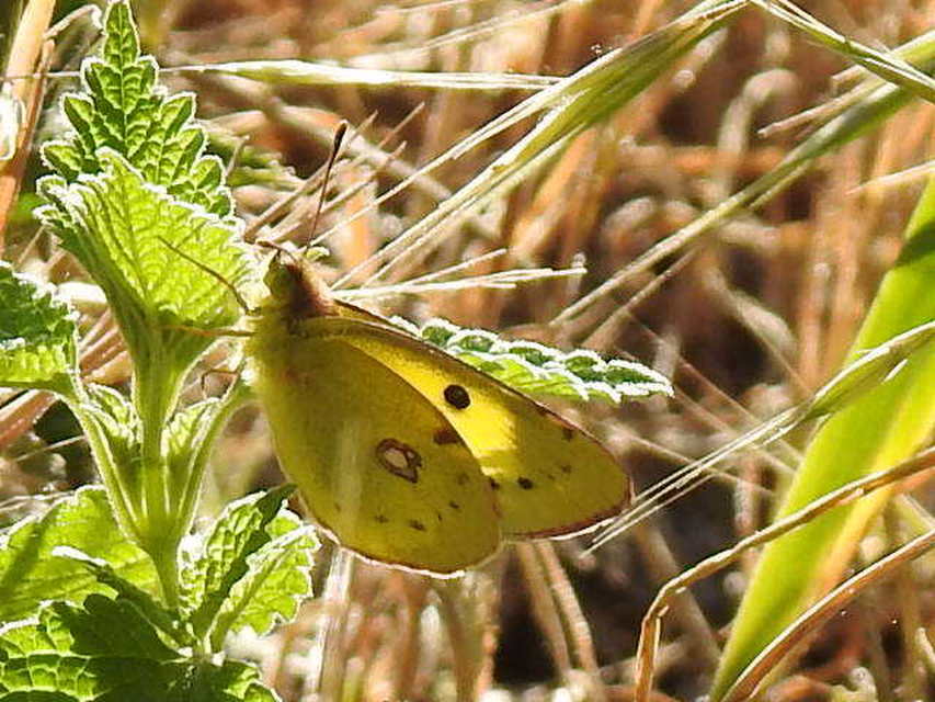 Colias erate - csángó-kéneslepke