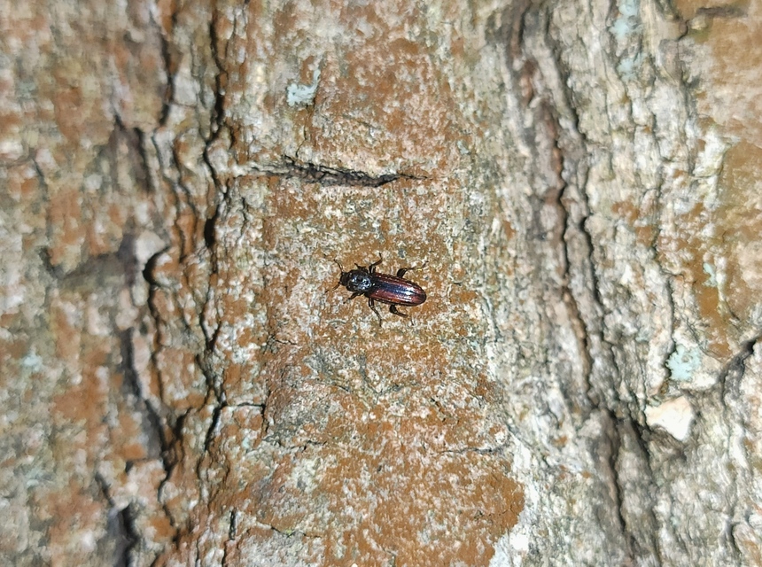 Bothrideres bipunctatus - szívnyakú humuszbogár
