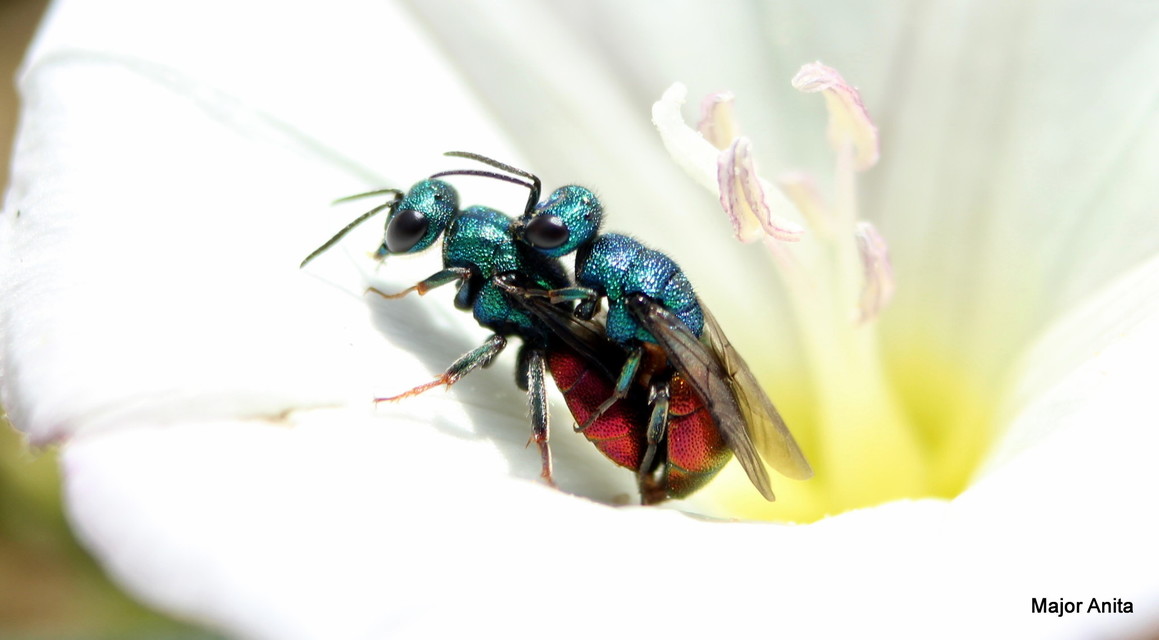 Chrysididae - fémdarazsak