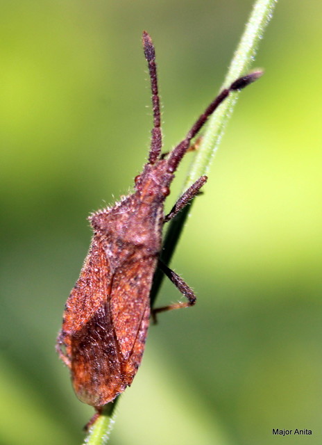Coriomeris