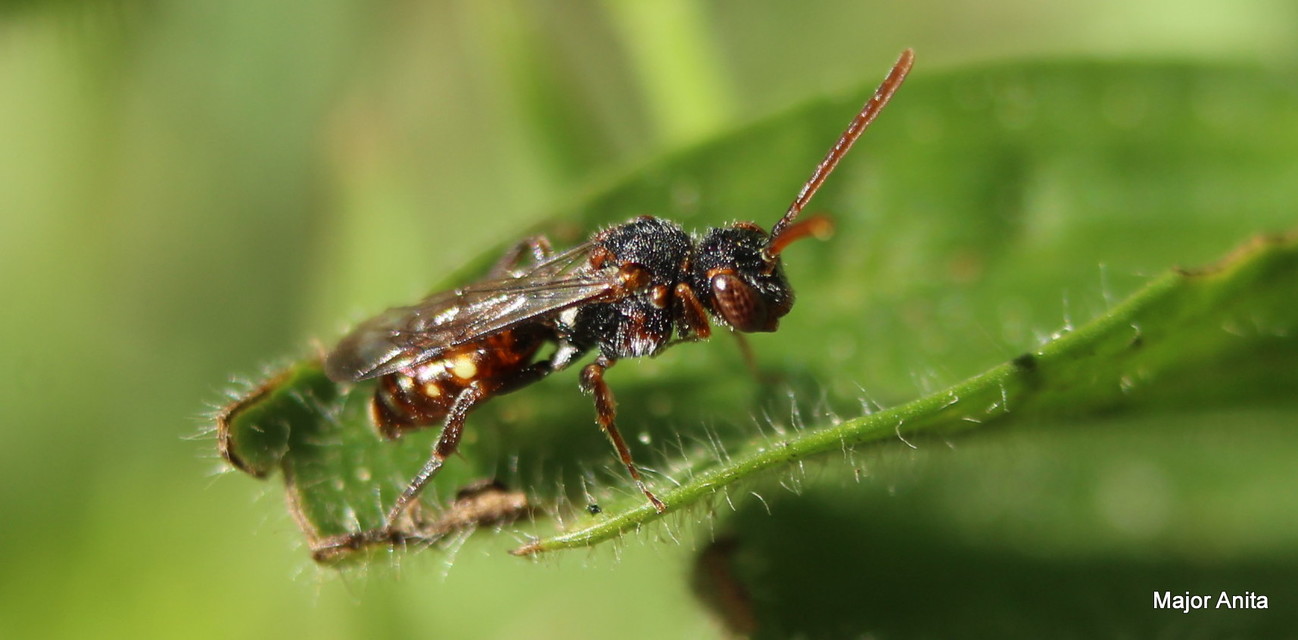 Nomada