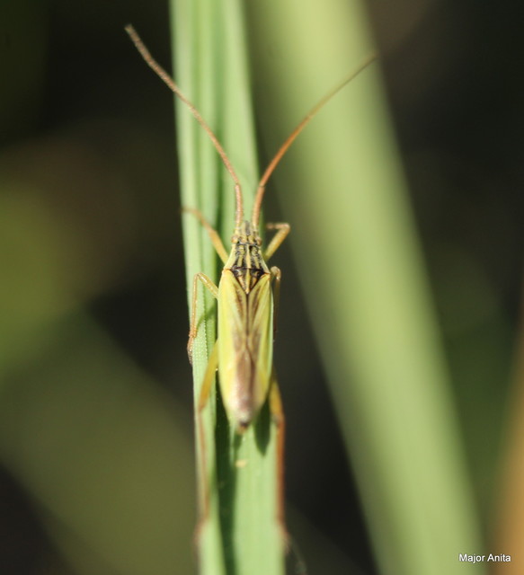 Notostira