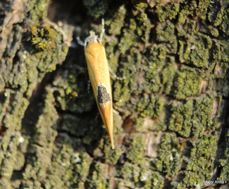 Batia internella/lambdella