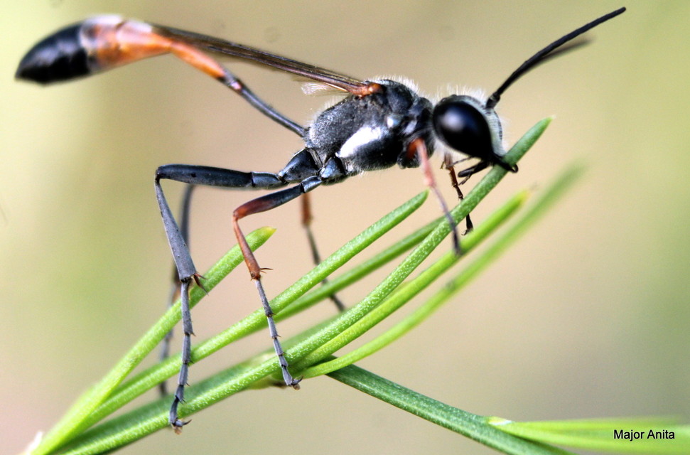 Ammophila heydeni - vöröslábú hernyóölődarázs