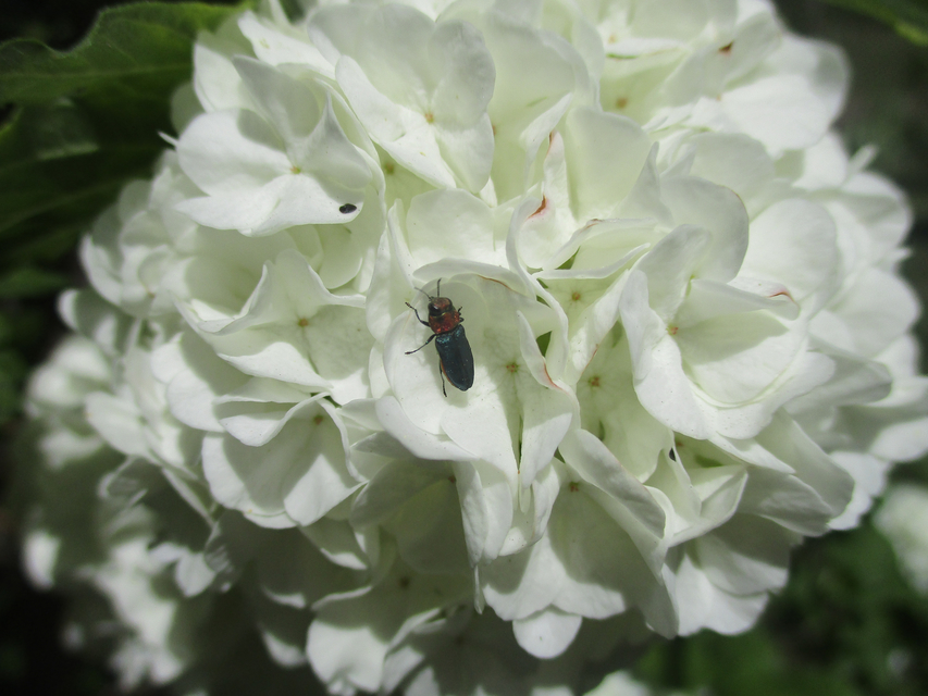 Anthaxia signaticollis - keleti virágdíszbogár