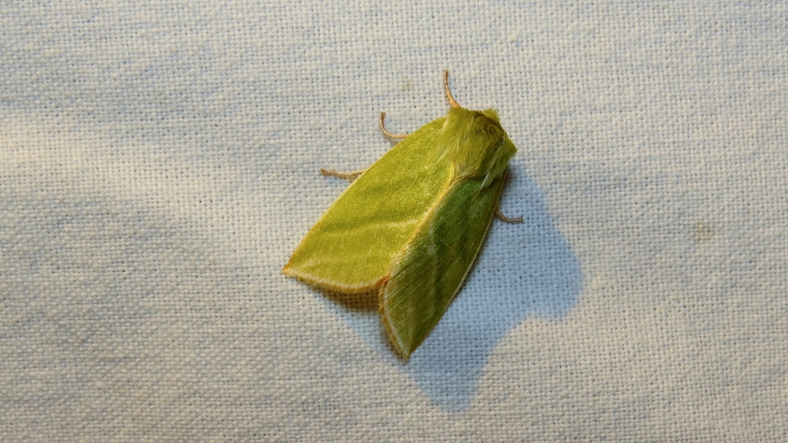 Pseudoips prasinana - bükkfa-zöldbagoly