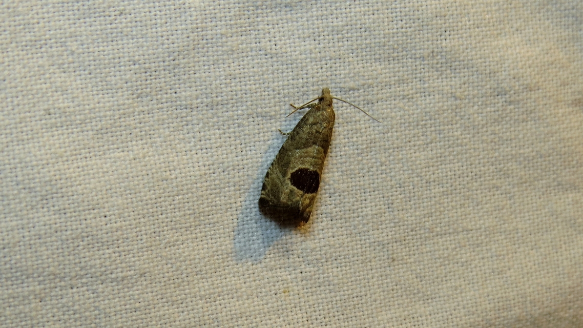 Notocelia uddmanniana - málnasodró tükrösmoly