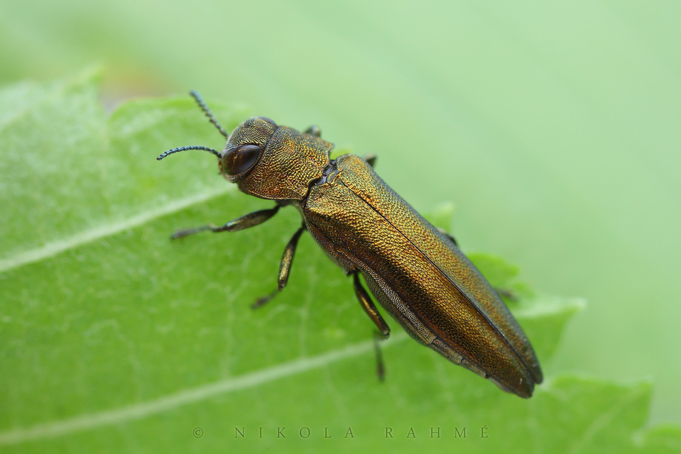 Agrilus viridis - változékony karcsúdíszbogár