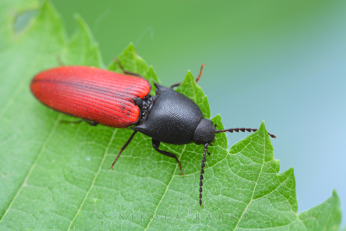 Ampedus cardinalis - kardinális-pattanó