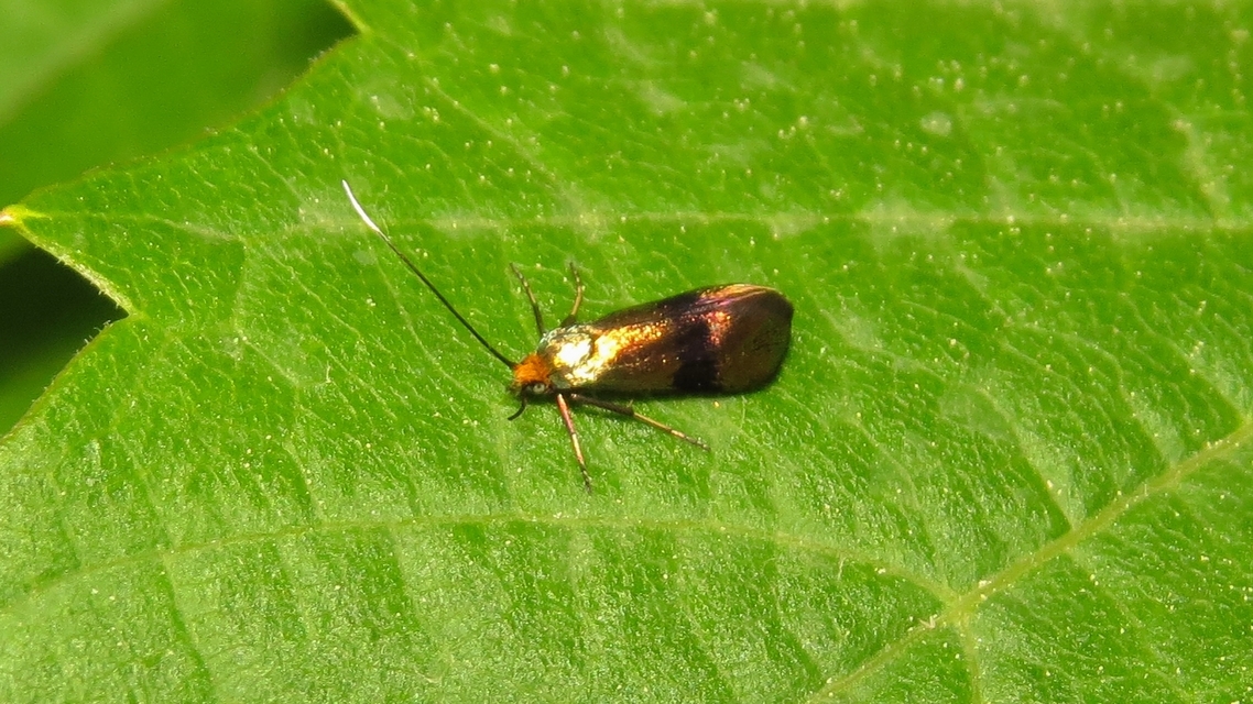 Nemophora