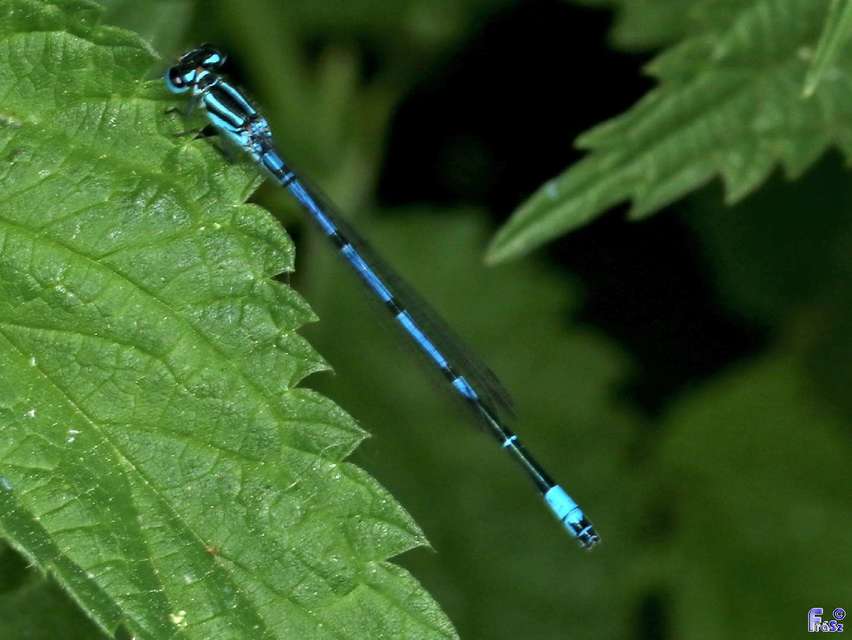 Coenagrion puella - azúrkék légivadász