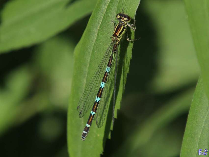 Coenagrion ornatum - díszes légivadász