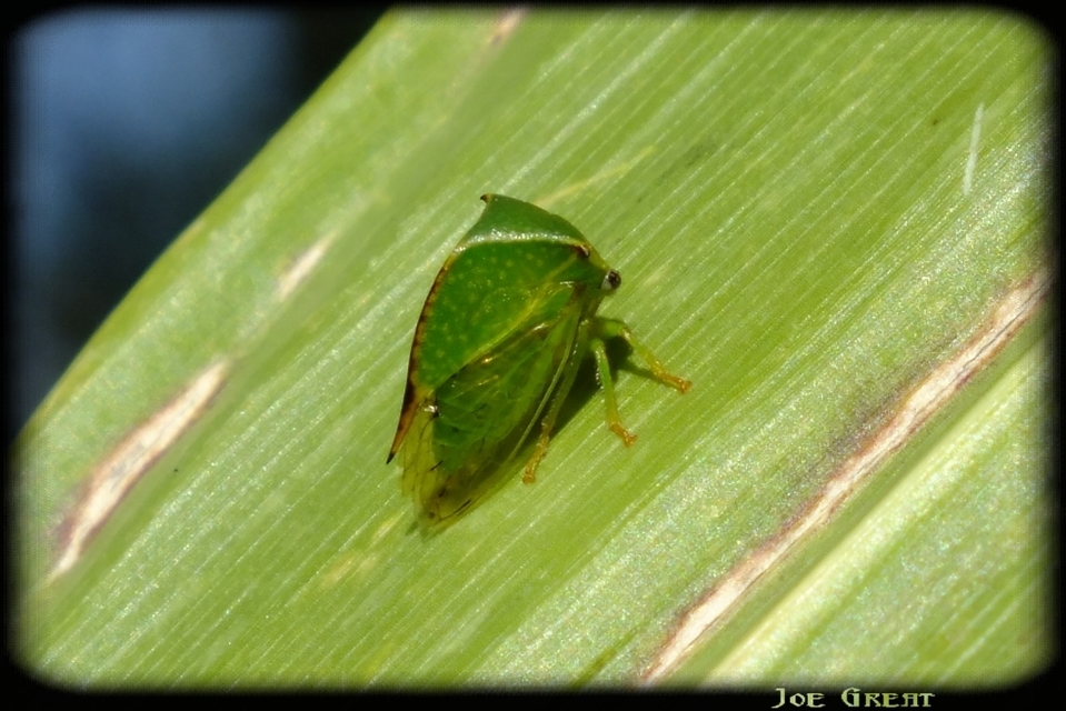 Stictocephala bisonia - bivalykabóca