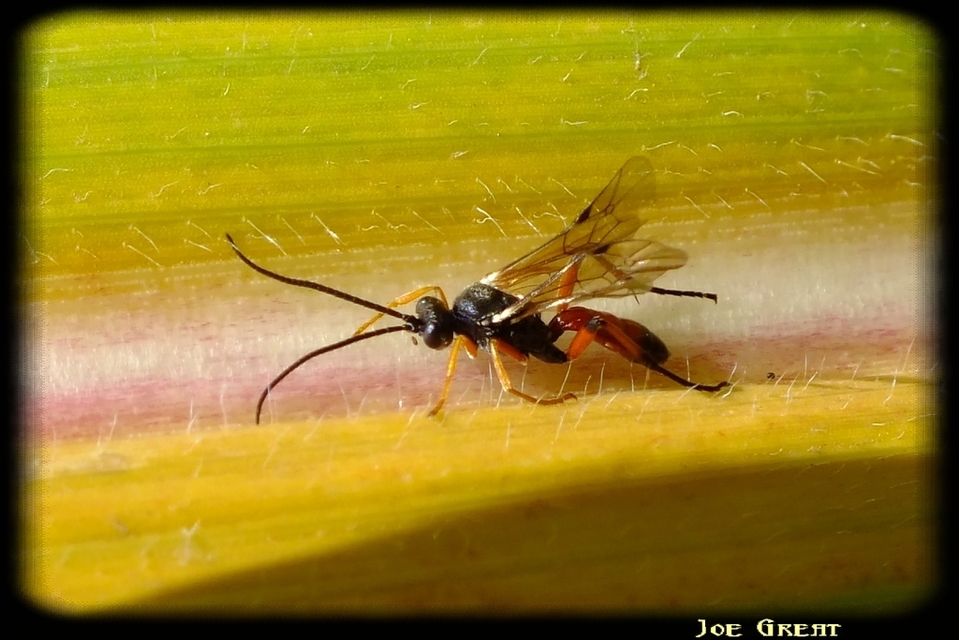 Ichneumonidae - valódi fürkészdarazsak