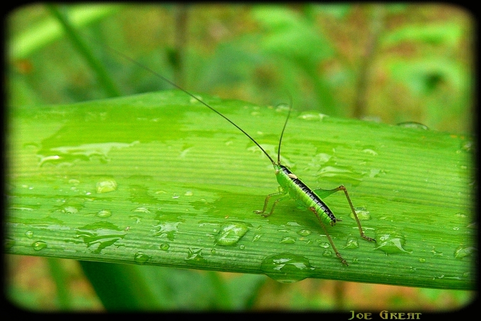Conocephalus fuscus - kis kúpfejűszöcske