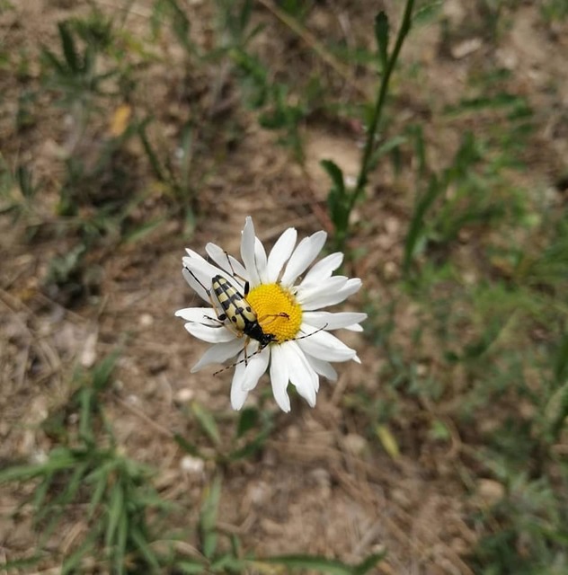 Rutpela maculata - tarkacsápú karcsúcincér