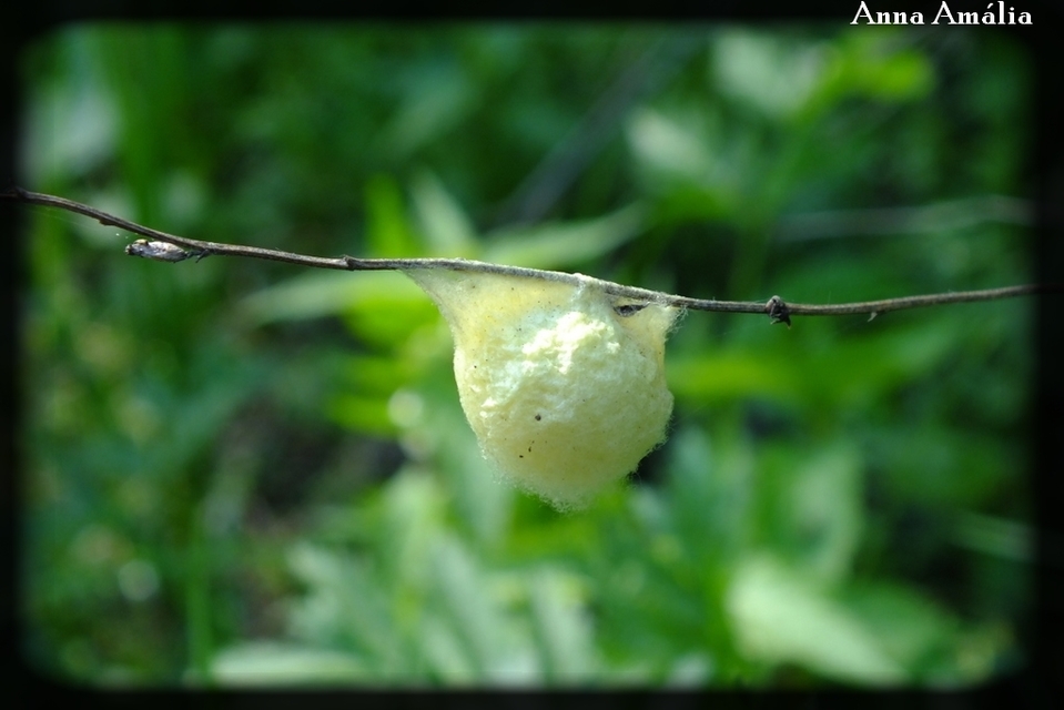 Hymenoptera - Hártyásszárnyúak