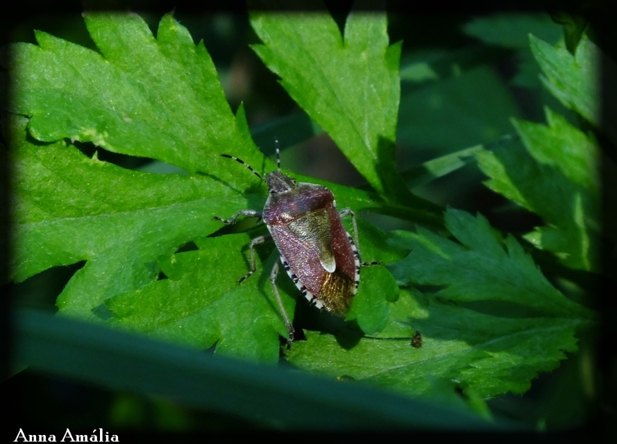 Dolycoris baccarum - közönséges bogyómászó-poloska Dolycoris baccarum - közönséges bogyómászó-poloska