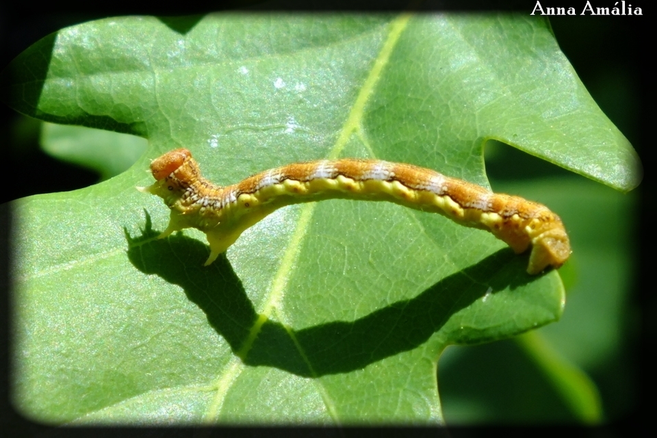 Erannis defoliaria - nagy téliaraszoló