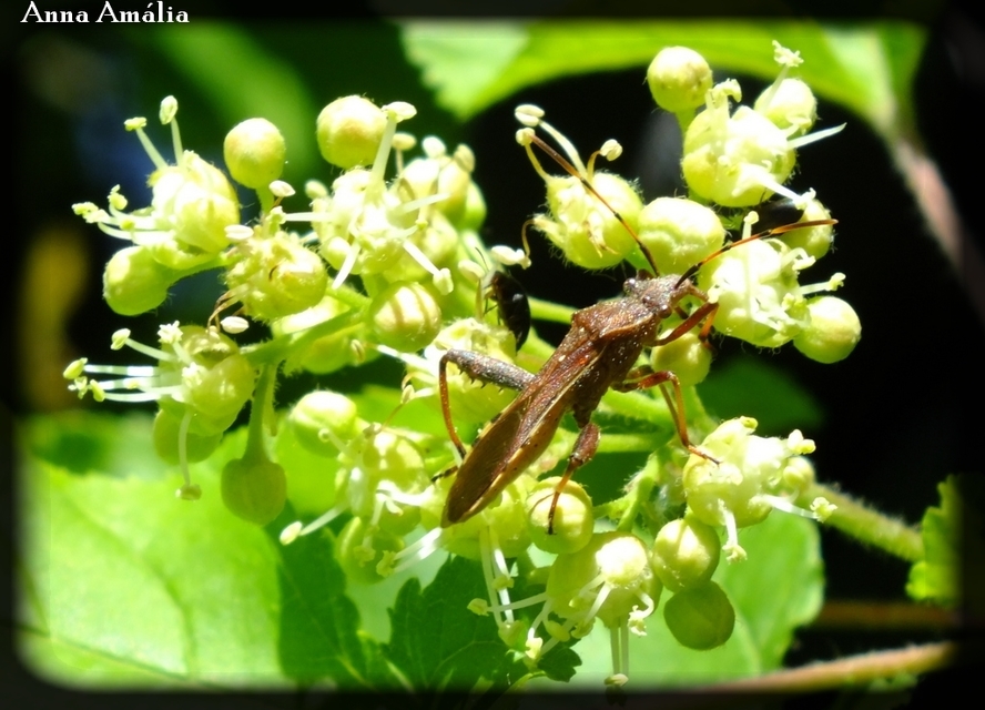 Camptopus lateralis - görbelábú karimáspoloska