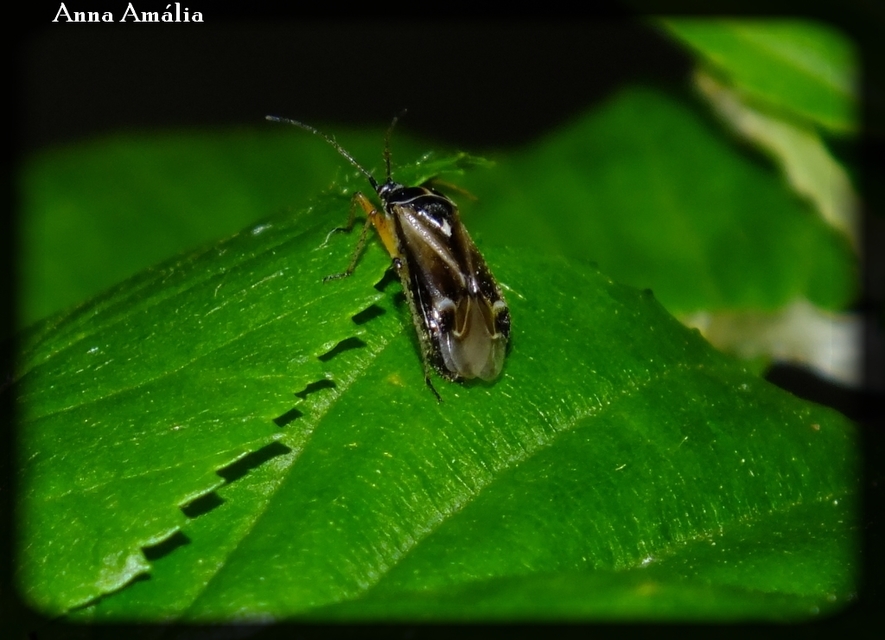 Harpocera thoracica - sarlóscsápú mezeipoloska