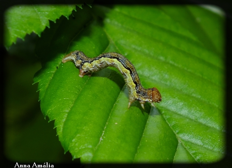 Erannis defoliaria - nagy téliaraszoló