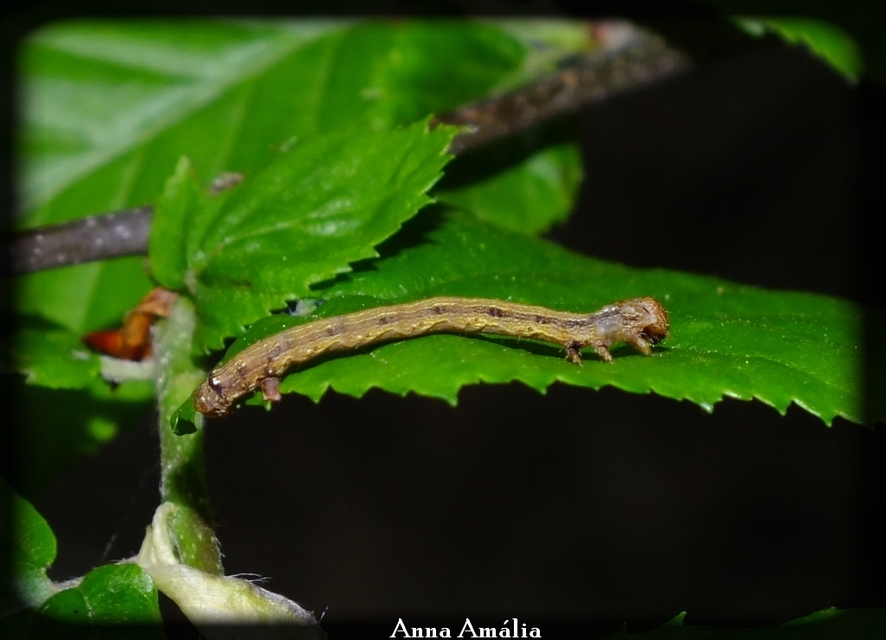 Agriopis