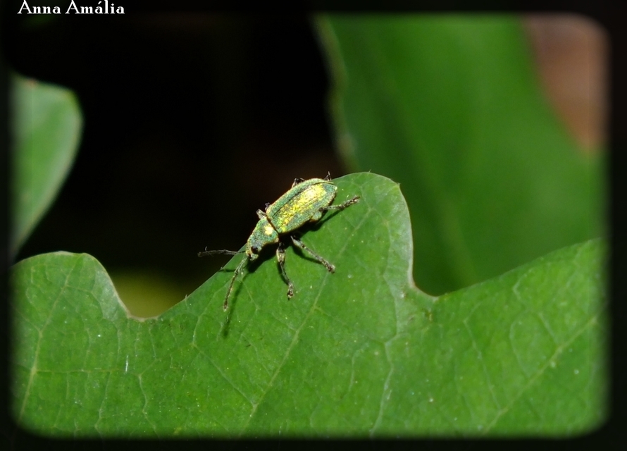 Phyllobius argentatus - ezüstös levélormányos