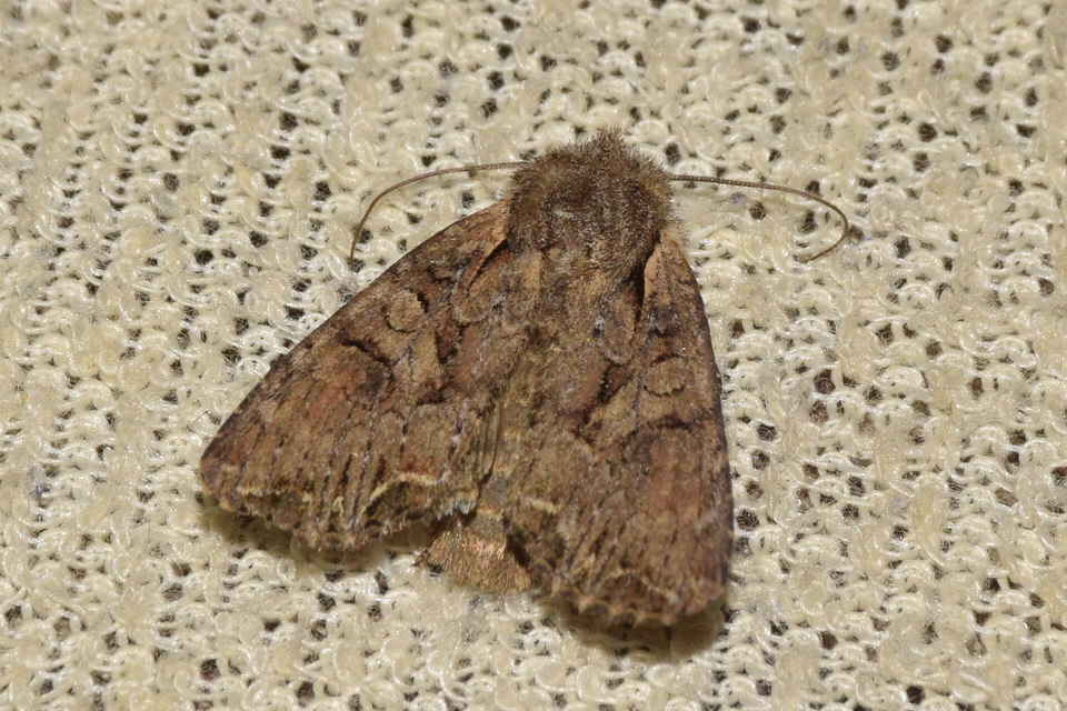 Lacanobia thalassina - borbolya-kertibagoly