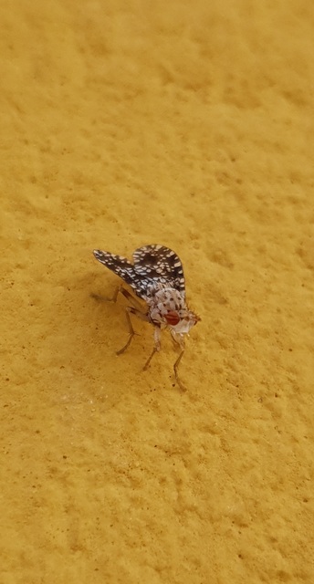 Trypetoptera punctulata - pirosszemű szarvaslégy