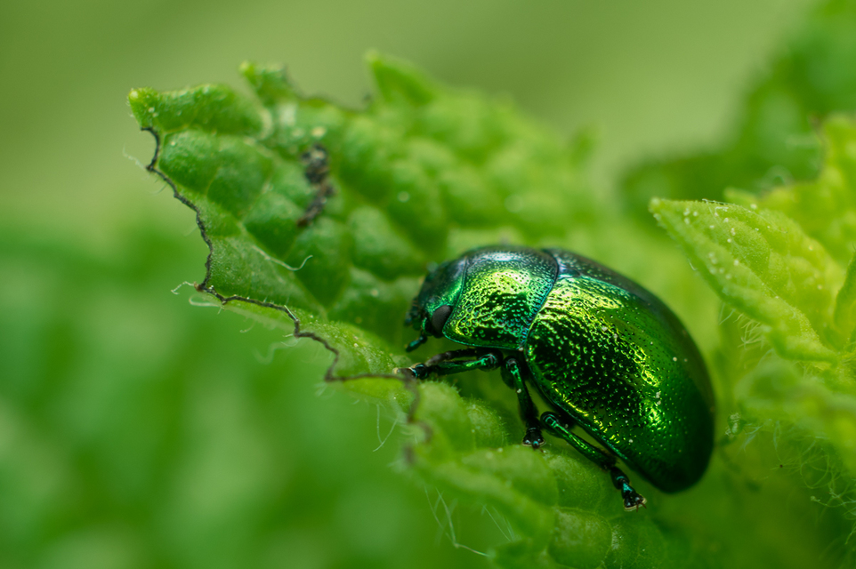 Chrysolina herbacea - zöld mentalevelész