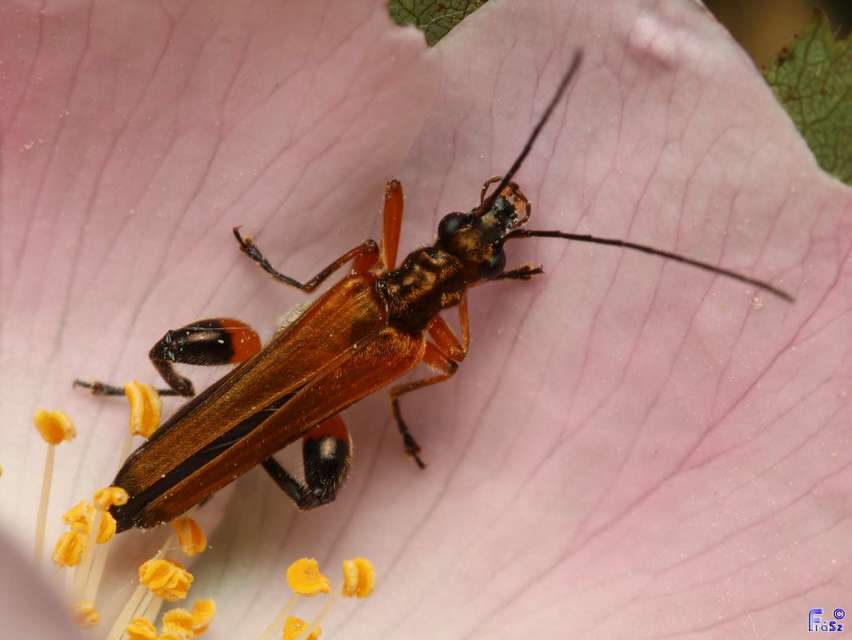 Oedemera podagrariae - székfű-álcincér