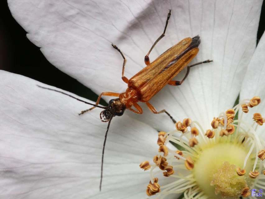 Oedemera podagrariae - székfű-álcincér