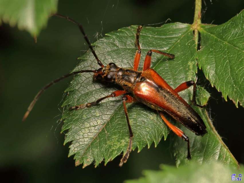Stenocorus meridianus - fűz-gyökércincér