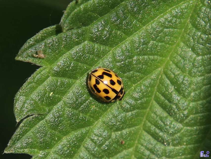 Propylea quatuordecimpunctata - tizennégypettyes füsskata