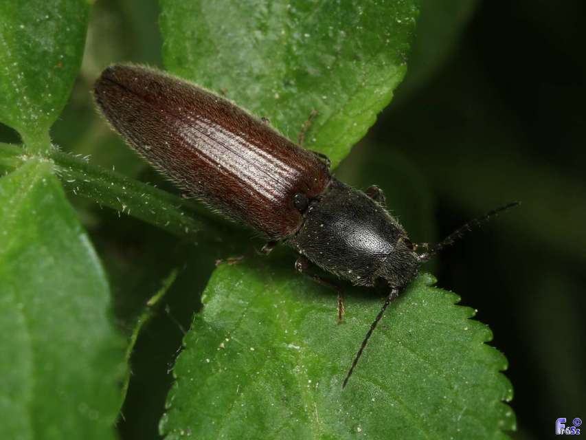 Athous haemorrhoidalis - szurkos pattanó Athous haemorrhoidalis - szurkos pattanó