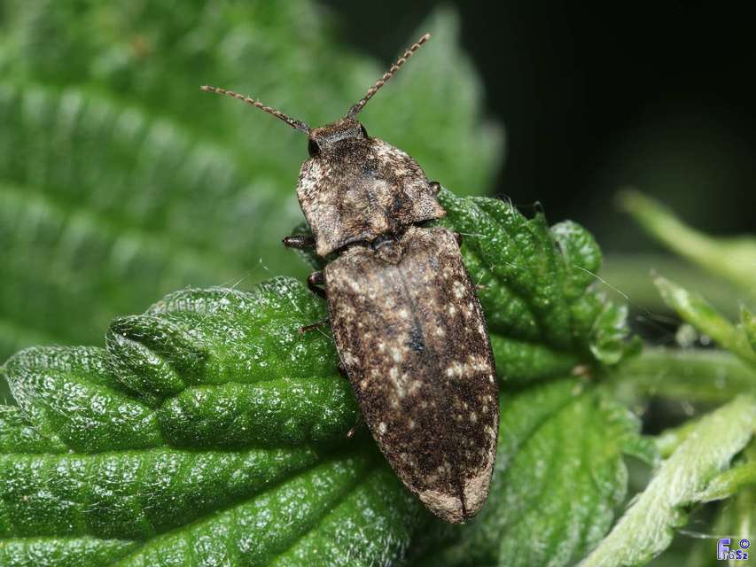 Agrypnus murinus - egérszínű pikkelyespattanó
