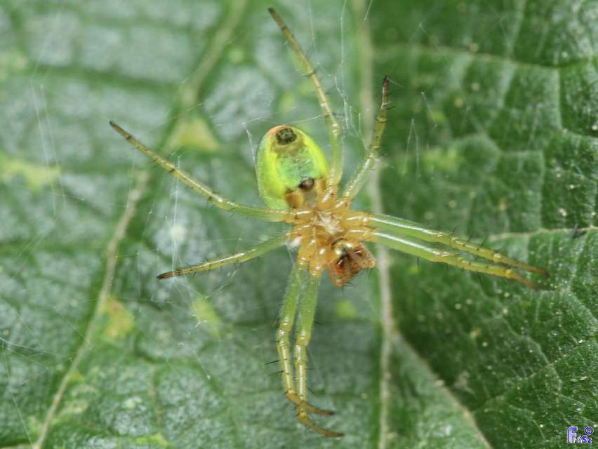 Araniella