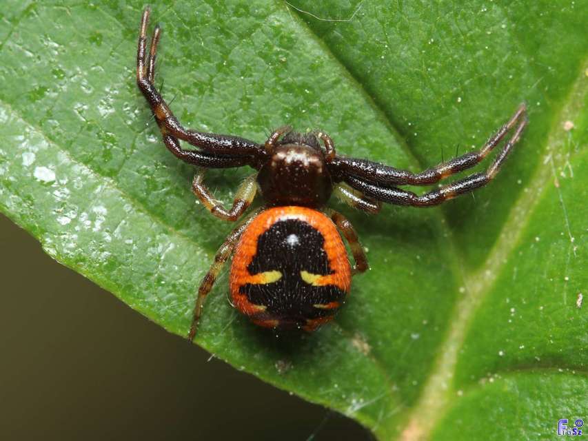 Synema globosum/ornatum