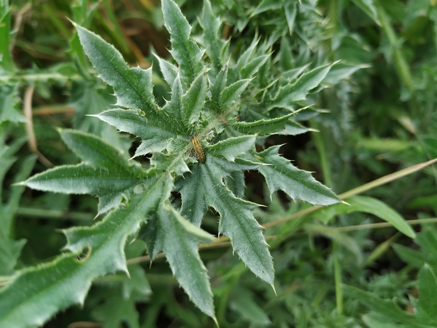 Lixus cardui/filiformis