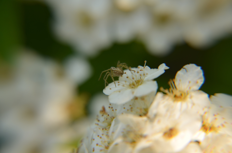Oxyopes lineatus
