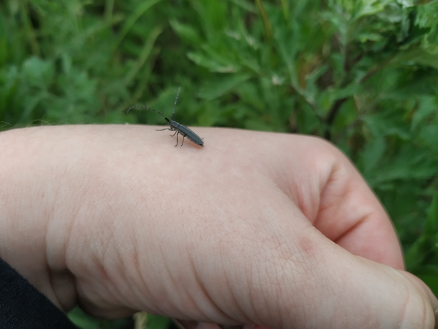 Agapanthia cardui - sávos bogáncscincér