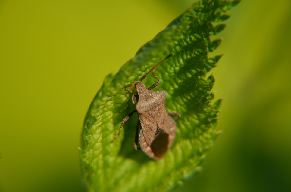 Coreus marginatus - közönséges karimáspoloska