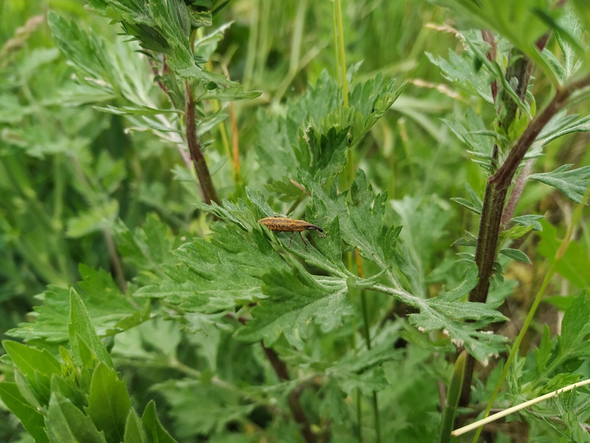Lixus fasciculatus - nyurgalábú dudvabarkó