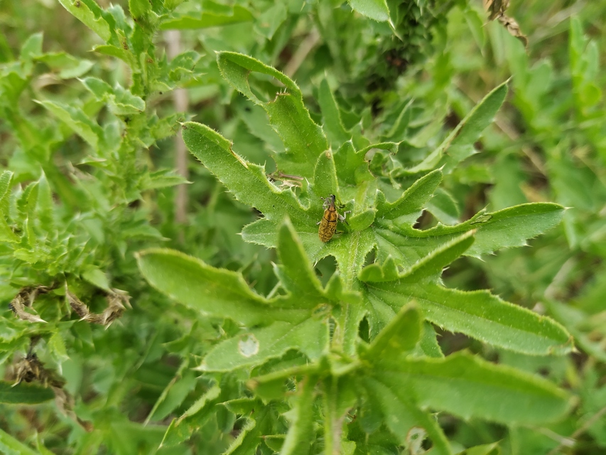 Lixus cardui/filiformis