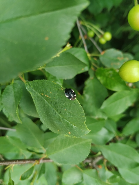 Tritomegas sexmaculatus - hatfoltos földipoloska