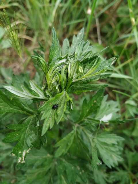 Baris artemisiae - feketeüröm báris