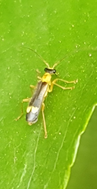 Malthinus flaveolus - közönséges fürkészlágybogár