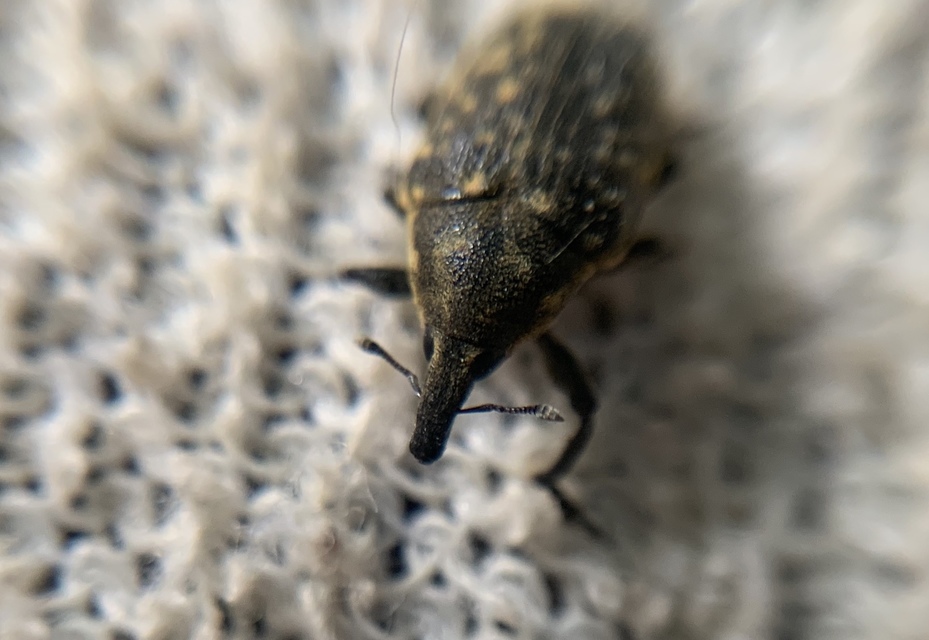 Larinus turbinatus - kúposorrú púderbarkó