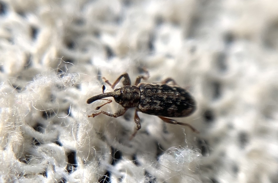 Dorytomus taeniatus - kecskefűz-hangormányos